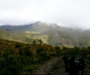 Parque Natural Los Nevados Fuente: Uff.Travel